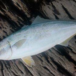 ショアジギング